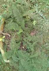 Asplenium rutifolium