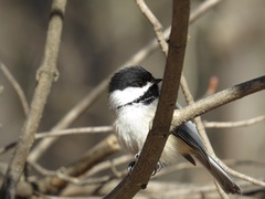 Poecile atricapillus