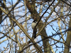 Poecile atricapillus