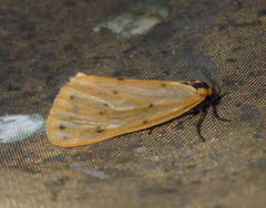 Setina