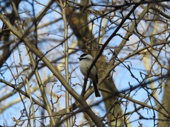 Poecile atricapillus