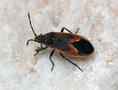 Melacoryphus admirabilis