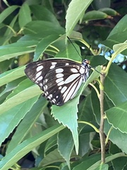 Hestina persimilis japonica