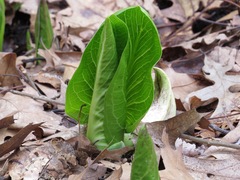 Symplocarpus foetidus