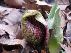 Symplocarpus foetidus