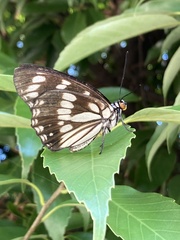 Hestina persimilis japonica
