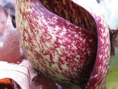 Symplocarpus foetidus