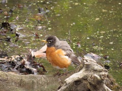 Turdus migratorius