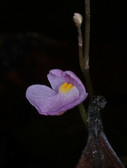 Utricularia hydrocarpa