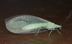 Chrysopa nigricornis