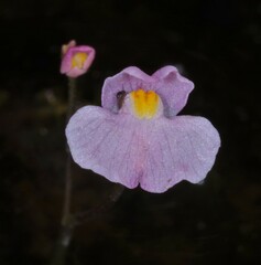 Utricularia hydrocarpa