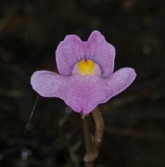 Utricularia hydrocarpa