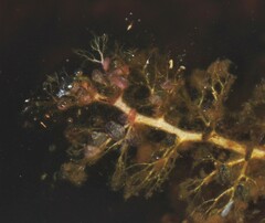 Utricularia hydrocarpa