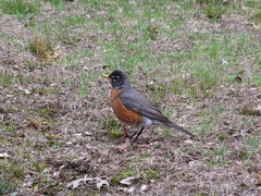 Turdus migratorius