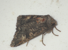 Apamea rubrirena