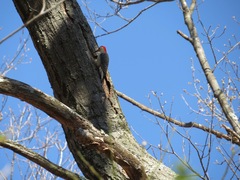 Melanerpes carolinus