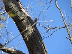 Melanerpes carolinus