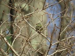 Vireo solitarius