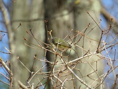 Vireo solitarius