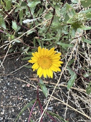 Grindelia subalpina