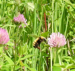 Bombus borealis