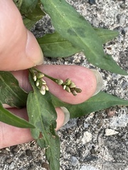 Persicaria maculosa