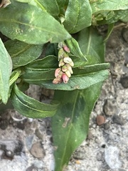 Persicaria maculosa