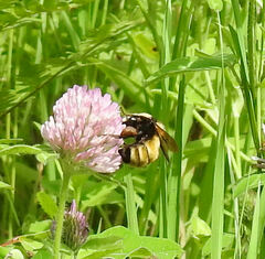 Bombus borealis