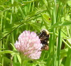 Bombus borealis