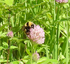 Bombus borealis