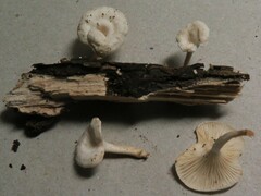 Clitocybe peralbida