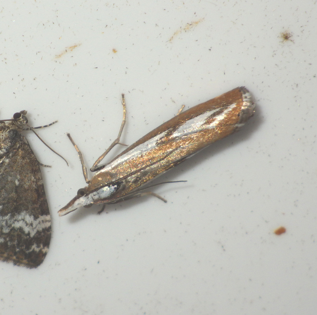 Narrow-barred Grass-veneer