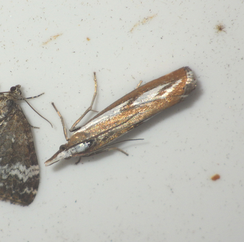 Narrow-barred Grass-veneer