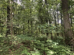 Crataegus schuettei