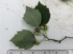 Crataegus schuettei