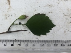 Crataegus schuettei