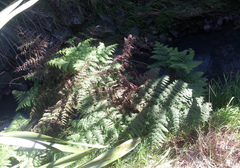 Hypolepis dicksonioides