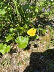 Geum calthifolium