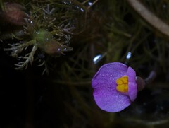 Utricularia hydrocarpa