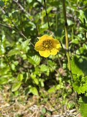 Geum calthifolium