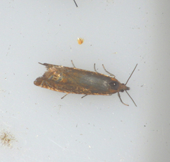 Lathronympha strigana