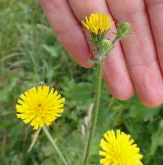 Sonchus arvensis arvensis