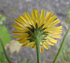 Sonchus arvensis arvensis