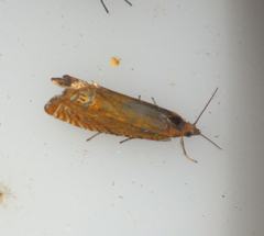 Lathronympha strigana