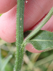 Sonchus arvensis arvensis