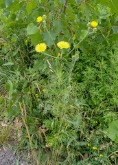 Sonchus arvensis arvensis