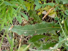 Sonchus arvensis arvensis