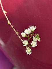 Sedum