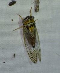 Diceroprocta delicata