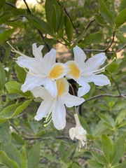 Rhododendron occidentale